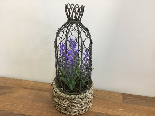 Lavender in pot