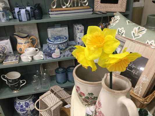 Single stem daffodil with 3 heads