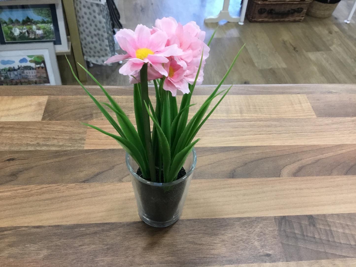 Potted pink flowers