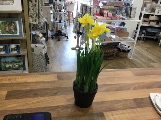 Potted Daffoldils