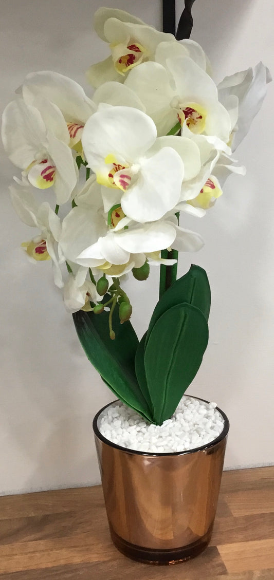 Orchid in gold pot